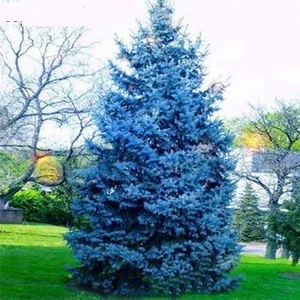 Serdar Çam Tohumculuk Ithal Nadir Alman Mavi Okaliptüs Ağacı Tohumu Ekim Seti 5 Tohum Saksı Toprak Kombin