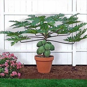 Serdar Çam Tohumculuk Ithal Tropikal Saksılık Papaya Meyvesi Tohumu Ekim Seti Bodur Papaya 3 Tohum Saksı Toprak Kombin