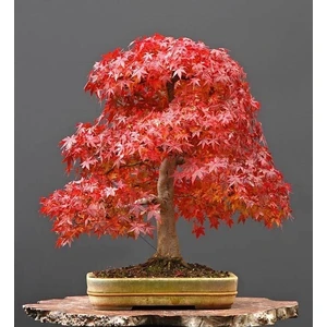 Murat Tohum Acer Rubrum Bonsai Ağacı Tohumu Kırmızı Akçaağaç Ekim Seti + Saksı + Toprak
