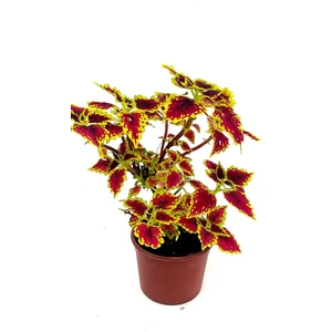 Yaprak Güzeli, Kolyos Çiçeği