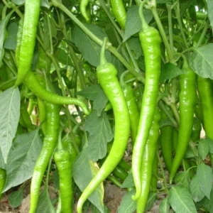 Ata Tohumculuk 25 Adet Tohum Burkalem Biber Tohumu Kıl Biber Biber Tatlı Burkalem Saksı Toprak