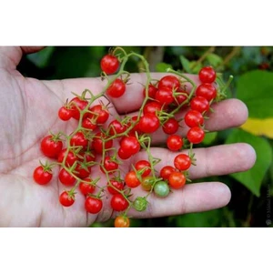 10 Adet Tohum Nadir Ithal Cherry Minik Bezelye Domates Tohumu