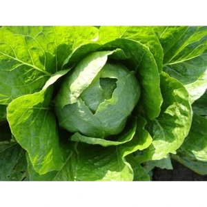 200 Adet Tohum Organik Yedikule Marul Tohumu Yedikule Marulu Göbekli Marul