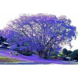10 Adet Tohum Jakaranda Ağacı Tohumu Jacaranda Tohumu