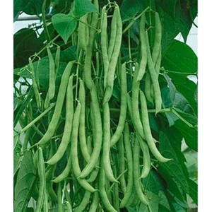 Ayşe Kadın Kılçıksız Fasulye Tohumu 25'li