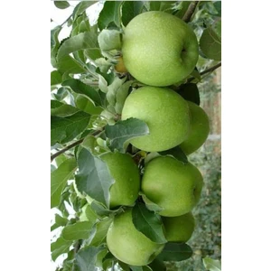 Yeşil Elma ( Green Smith) Fidanı