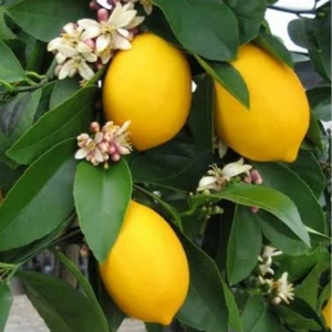 Mayer Limon Fidanı