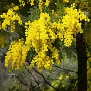 Mimoza Fidanı