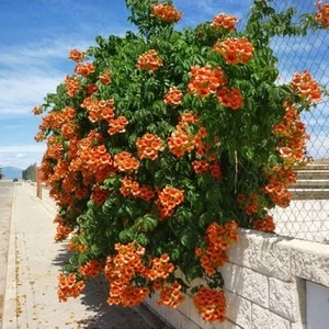 10 Adet Tohum Acem Borusu Ağacı Turuncu Acem Borusu Sarmaşığı Campsis Radicans