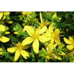 Ata Tohumculuk 20 Adet Tohum Sarı Kantaron Tohumu Kantaron Tohumu Topraklı