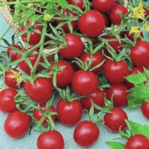 Ata Tohumculuk 25 Adet Tohum Eko Paket Çerez Domates Tohumu Atıştırmalık Domates Tohumu