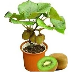 Ata Tohumculuk 10 Adet Tohum Bodur Kivi Bonsai Ağacı Tohumu Saksı Torak