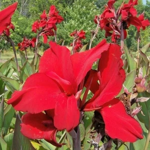 Ev Ve Bahçe Red Dazzler Canna Tesbih Çiçeği Yumrusu (1 Adet)