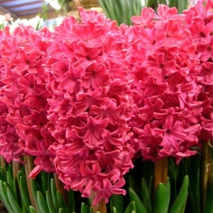 Ev Ve Bahçe Hyacinthus Anne Marie Sümbül Soğanı (3 Adet)