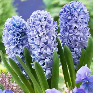 Ev Ve Bahçe Mavi Delft Blue Hyacinthus Sümbül Soğanı (3 Adet)