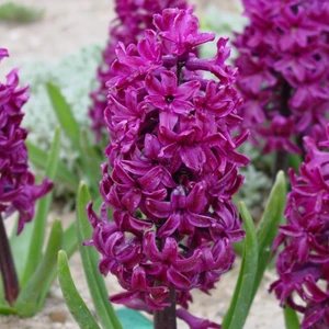 Ev Ve Bahçe Hyacinthus Woodstock Sümbül Soğanı (3 Adet)
