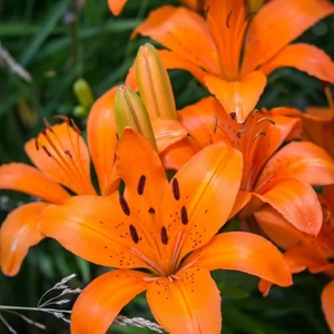 Ev Ve Bahçe Orange Pixie Lilium Zambak Çiçeği Soğanı (2 Adet)