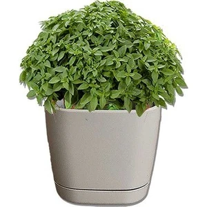 Serdar Çam Tohumculuk Geniş Yaprak Mis Kokulu Yeşil Reyhan Tohumu Ekim Seti 50 Tohum Fesleğen Tohumu Saksı Toprak Kombin