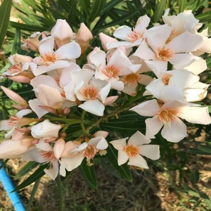 Ev Ve Bahçe Tüplü Nadir Krem Renkli Zakkum Fidanı (10-30 Cm) Sınırlı Stok