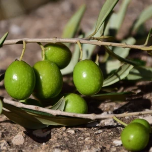 Ev Ve Bahçe Tüplü Çil Topak Tavşan Yüreği Zeytin Fidanı