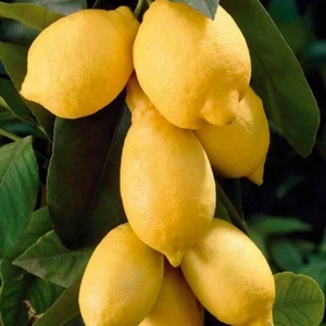 Evve Bahçe Tüplü Aşılı Çok Verimli Sulu Yediveren Euroka Limon Fidanı
