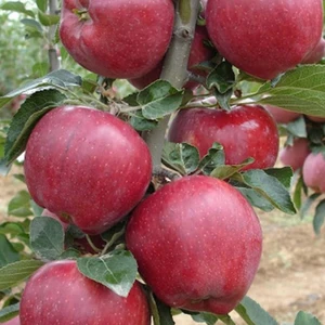 Evve Bahçe Tüplü Aşılı Iri Kırmızı Yarı Bodur Starkrimson Elma Fidanı