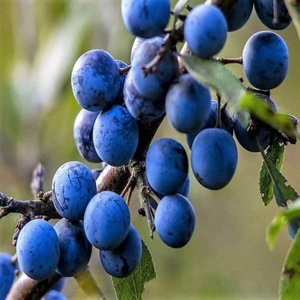 Evve Bahçe Tüplü Aşılı Nadir Bulunan Çakal Eriği Erik Fidanı