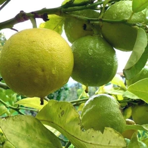 Evve Bahçe Tüplü Aşılı Özel Ürün Bol Verimli Bergamot Fidanı