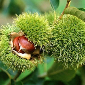 Evve Bahçe Tüplü Aşılı Sarı Aşılama Kestane Fidanı