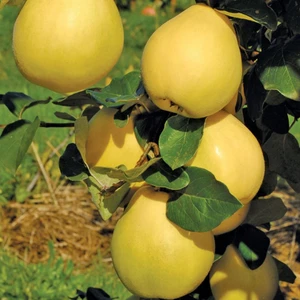 Evve Bahçe Tüplü Aşılı Verimli Tam Bodur Leziz Midilli Ege 25 Ayva Fidanı