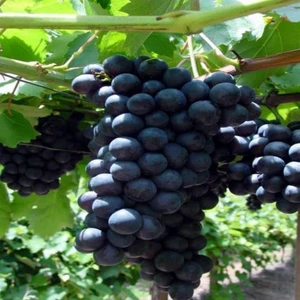 Evve Bahçe Tüplü Bol Verimli Alphonso (Alfons) Lavelle Üzüm (Asma-Bağ) Fidanı