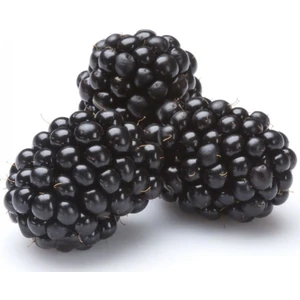 Evve Bahçe Tüplü Bol Verimli Boysenberry Böğürtlen Fidanı