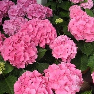 Ev Ve Bahçe Evve Bahçe Tüplü Bol Yapraklı Pembe Çiçekli Ortanca Fidanı