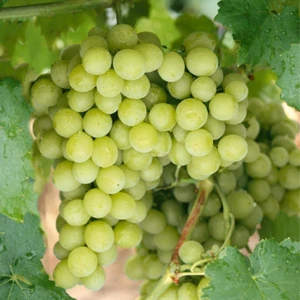 Evve Bahçe Tüplü Çekirdeksiz Bol Verimli Beyaz Superior Seedless Üzüm (Asma-Bağ) Fidanı