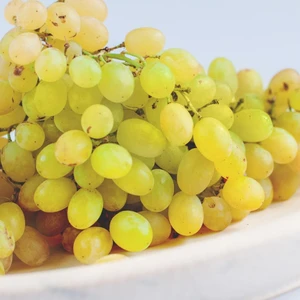 Ev Ve Bahçe Evve Bahçe Tüplü Çok Verimli Aromatik Thomson Çekirdeksiz Üzüm (Asma-Bağ) Fidanı