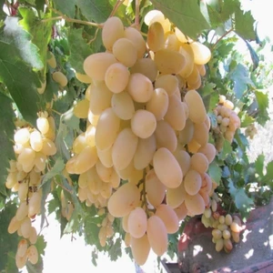 Evve Bahçe Tüplü Iri Salkımlı Yüksek Verimli Hatun Parmağı Üzüm (Asma-Bağ) Fidanı