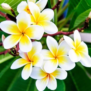 Ev Ve Bahçe Evve Bahçe Tüplü Kokulu Plumeria Amerikan Fulu Fidanı (40-60 cm)
