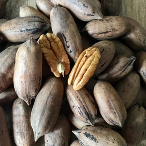 Evve Bahçe Tüplü Nadir Bulunan Verimli Sahil Pikan Cevizi Ceviz Fidanı