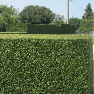 Evve Bahçe Tüplü Özel Kurtbağrı (Ligustrum) Fidanı
