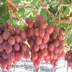 Ev Ve Bahçe Evve Bahçe Tüplü Özel Pembe Gemre Üzüm (Asma-Bağ) Fidanı