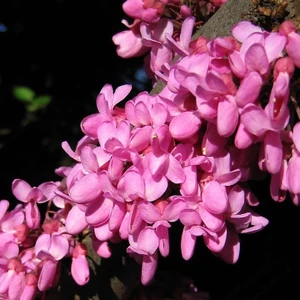 Evve Bahçe Tüplü Pembe Renkli Erguvan Ağacı Fidanı (30-60 cm)