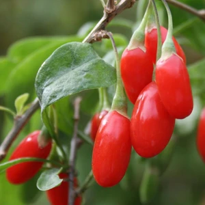 Evve Bahçe Tüplü Şifalı Goji Berry (Kurt Üzümü) Fidanı