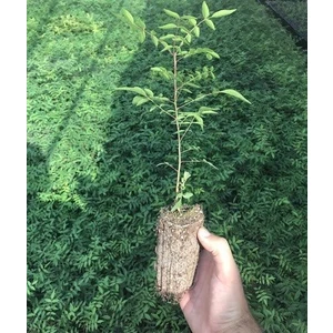 Evve Bahçe Tüplü Ucb 1 Antep Fıstığı Anacı Fidanı
