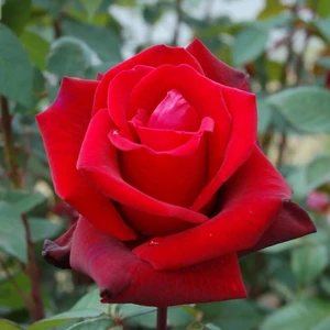 Ev Ve Bahçe Evve Bahçe Tüplü Yediveren Kordes Yoğun Kokulu Lady Rose Gül Fidanı