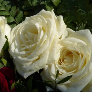 Ev Ve Bahçe Evve Bahçe Tüplü Yediveren Özel Yoğun Kokulu Afrodit Gül Fidanı