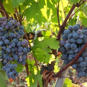 Evve Bahçe Tüplü Yöresel Anadolu Boğazkere Üzüm (Asma-Bağ) Fidanı