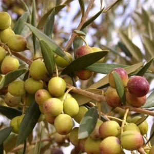 Evve Bahçe Tüplü Yüksek Verimli Bodur Arbequina Zeytin Fidanı