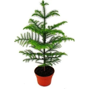 Serdar Çam Tohumculuk Nadir Ithal Bodur Arokarya Ağacı Tohumu Salon Çamı