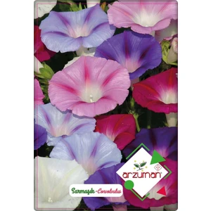 Sarmaşık Çiçeği Tohumu 50 Adet Karışık Renk