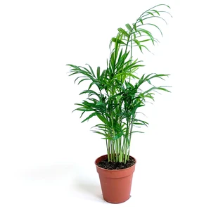 Maison Plants Küçük Palmiye Bitkisi - Dağ Palmiyesi - Chamaedorea Elegans